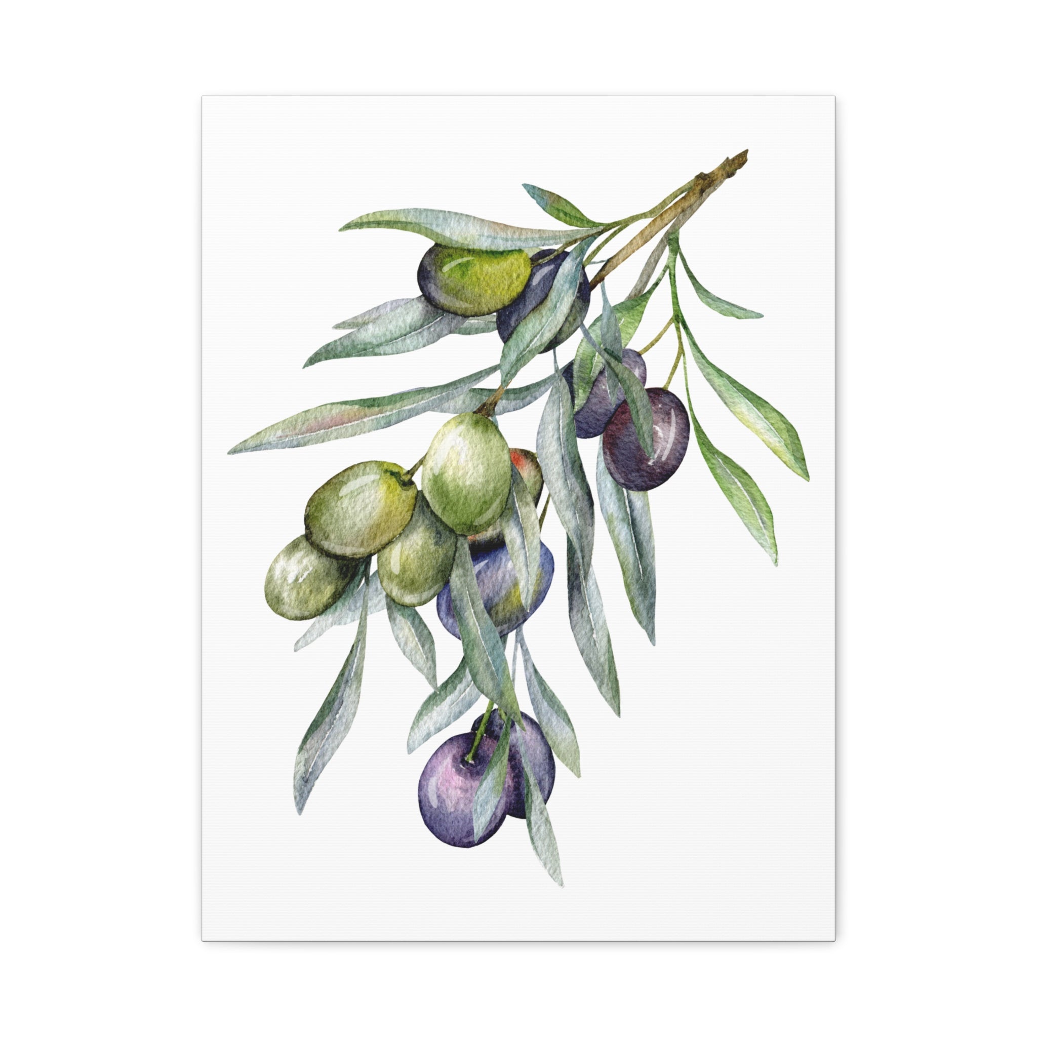 Olive Branch Watercolor Canvas Wall Art — Matte Stretched Canvas