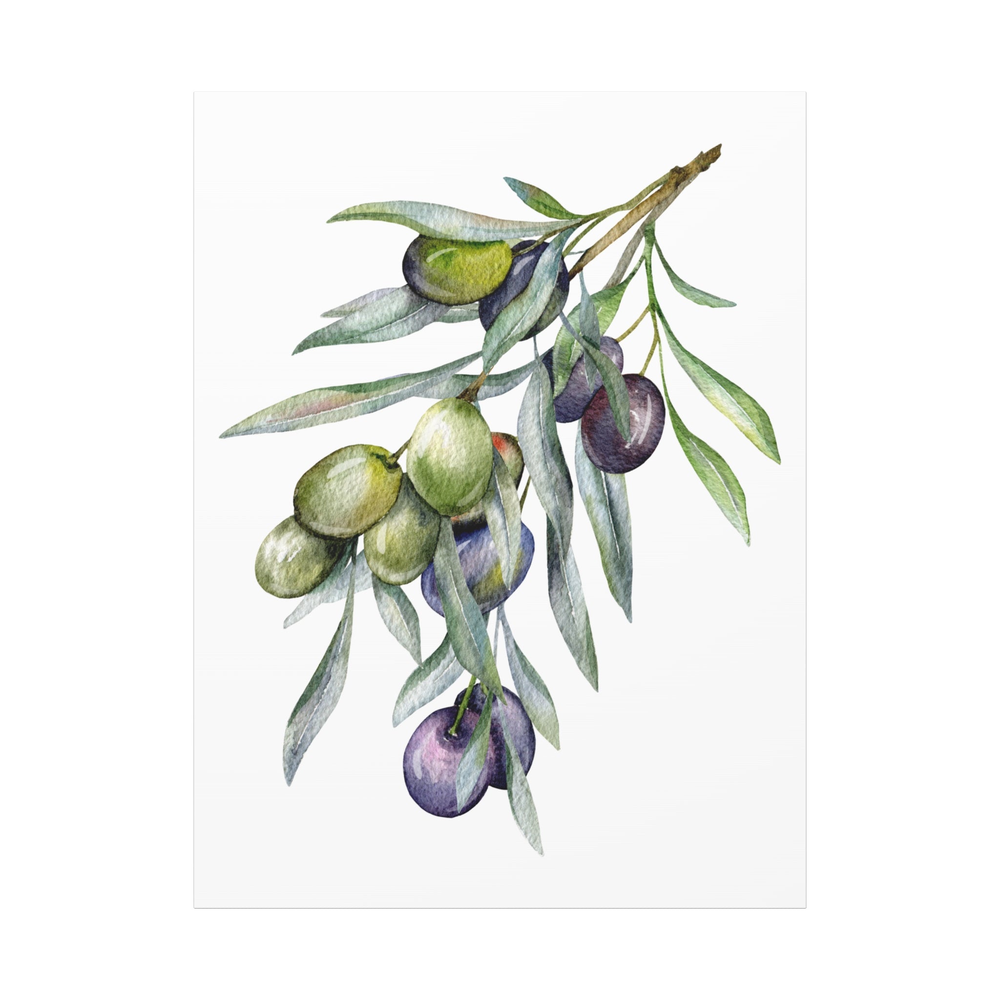 Olive Branch Watercolor Canvas Wall Art — Matte Stretched Canvas
