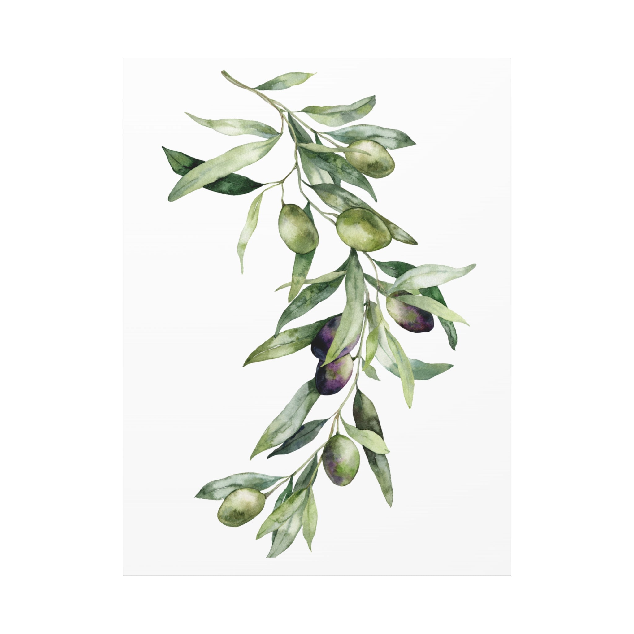Olive Branch Canvas Wall Art — Matte Stretched Canvas